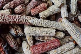 Corn Cobs